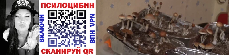 Псилоцибиновые грибы мухоморы  купить закладку  Новотроицк 